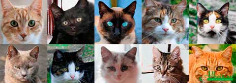 cuidados de los gatos